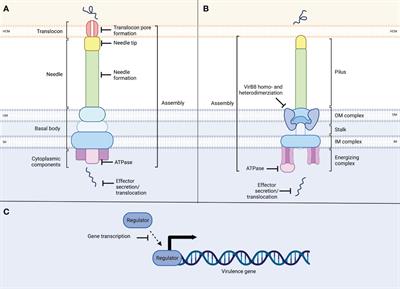 Targeting bacterial pathogenesis by inhibiting virulence-associated Type III and Type IV secretion systems